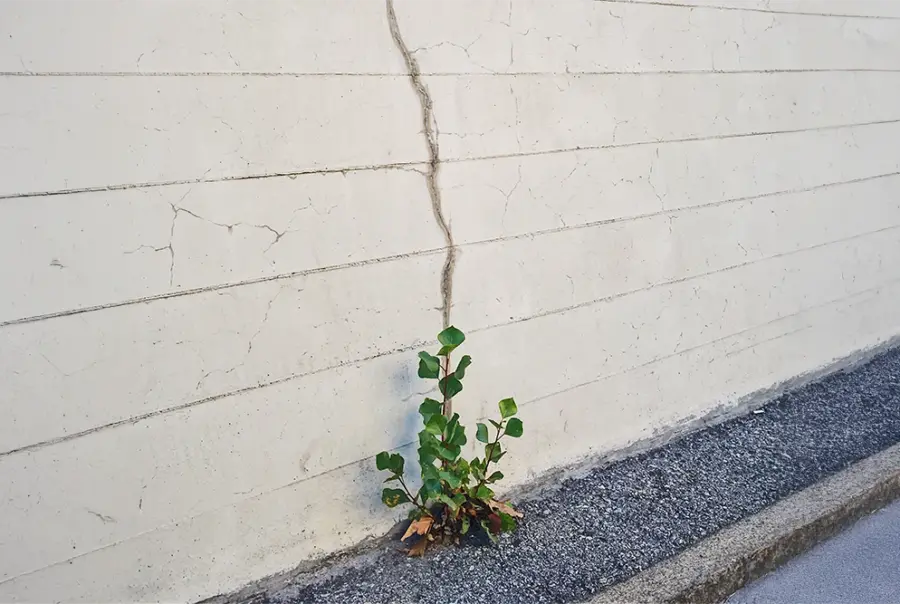 Crack in a concrete wall with plant growing through it